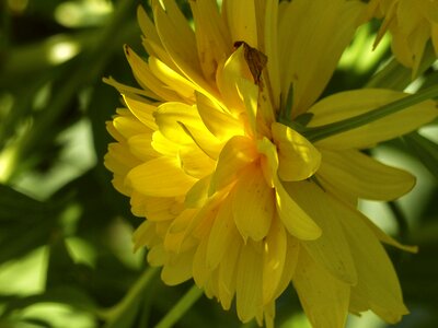 Flower nature petals