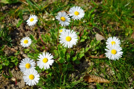 Bloom white bellis philosophy