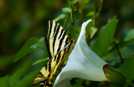 Animal beautiful flowers blooming