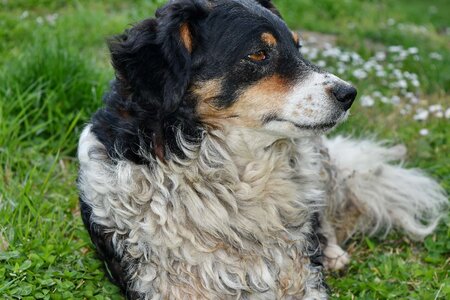 Green Grass portrait sheepdog photo