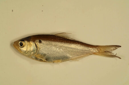 Dorosoma petenense-2