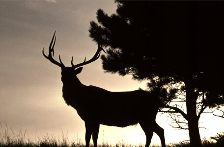 Bull Elk at sunset photo