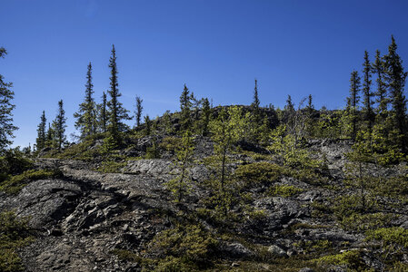 Trees on a rocky hill on the Ingraham Trail photo