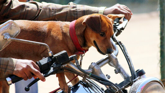 Dog On Motorcycle Cute