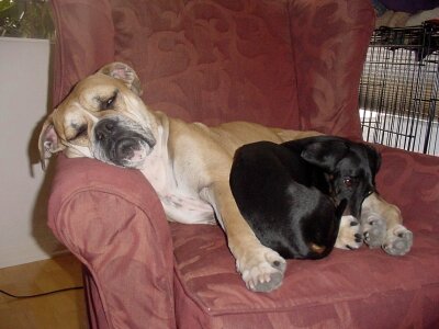 Armchair boxer dachshund photo