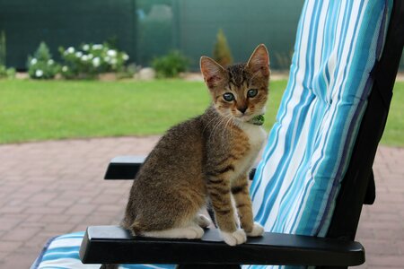 Animal tomcat pet