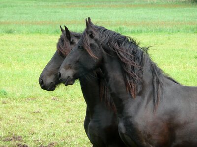 Friesian horse together pair