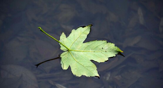 Autumn autumn season foliage