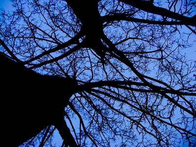 Branches evening sky sky