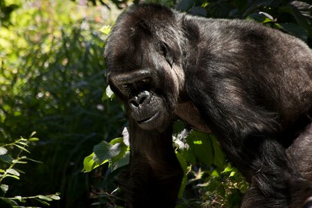 Silverback ape black photo