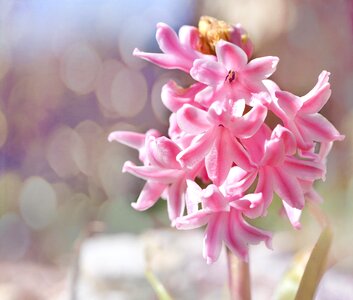 Flowers pink fragrant photo