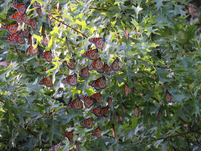 Monarchs resting on a branch