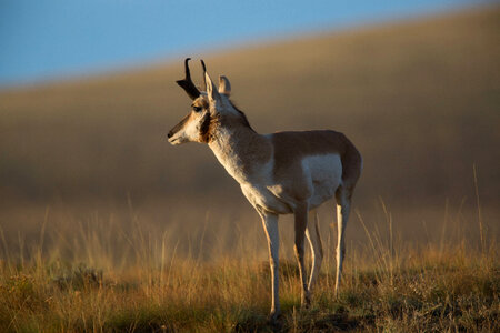 Pronghorn Antelope in morning sunlight close-up-1
