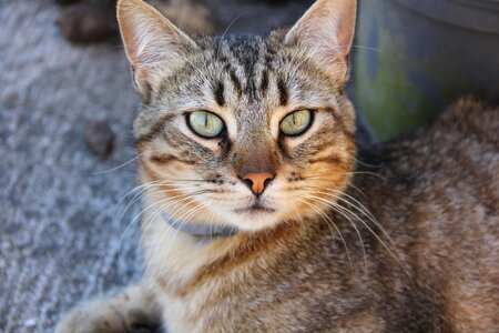 Cat animal cat head
