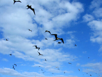 Frigatebirds in Flight photo
