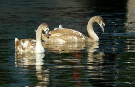 Fauna water waters