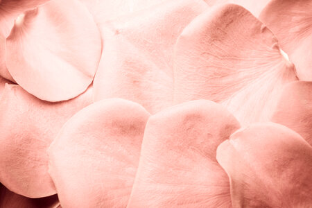 rose petals photo