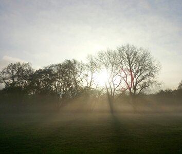 Mood tree backlighting photo