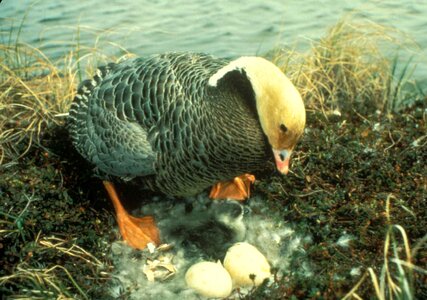 Emperor goose nest