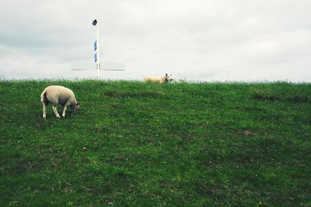 Agriculture animal countryside photo