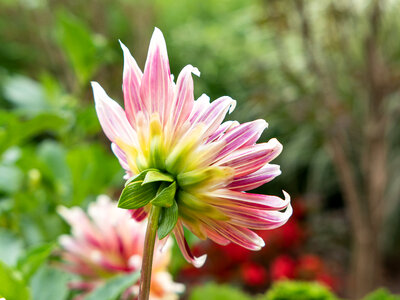 Pink and White Flower photo