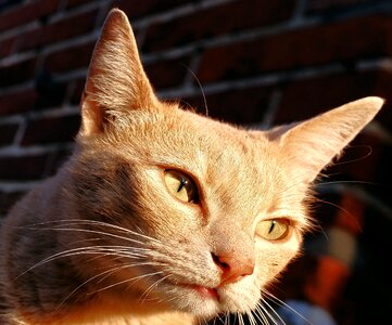 Head animal expression