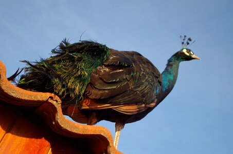 Peacock bird color