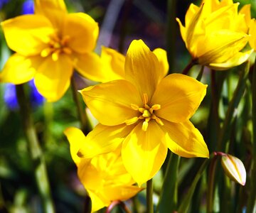 Blossom flora flower
