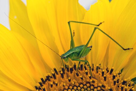 Insect flower nature photo