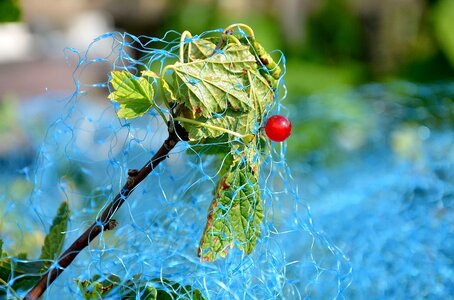 Bird protection gooseberry greenhouse photo