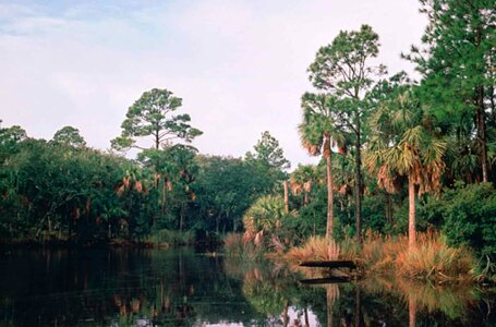 Scenic tropical wetland
