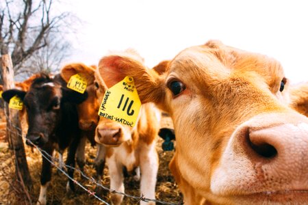 Agriculture animal calves