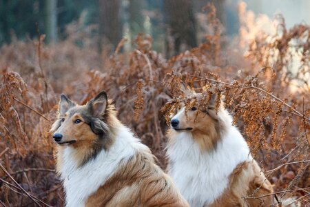Attention forest animal portrait