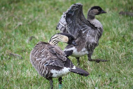 Father goose stands
