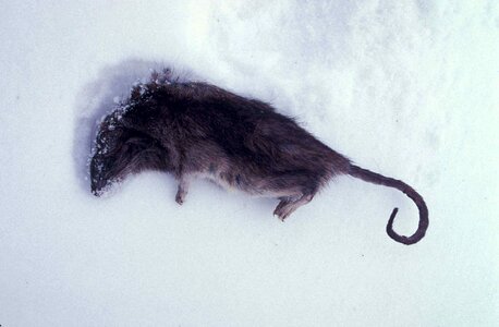 Dead snow 