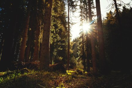 Branch conifer conifers photo