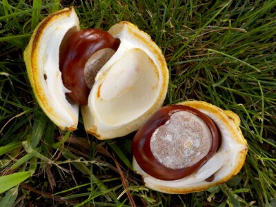 Shell fruit brown