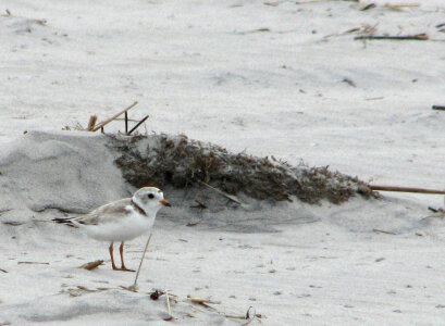 Piping plover adult at Holgate Beach photo