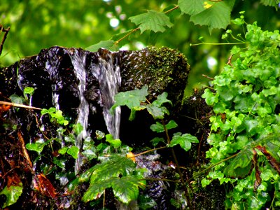 Nature stream the stones photo