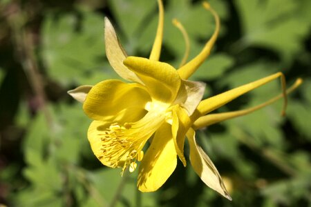 Lily flower wildflower