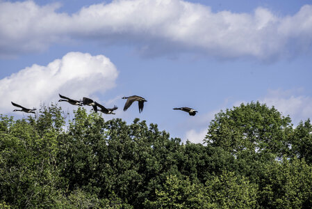 Group of Geese flying through the air