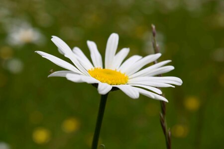 Beautiful Flowers beautiful photo bloom photo