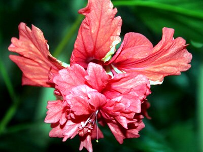 Beautiful Photo flower hibiscus photo