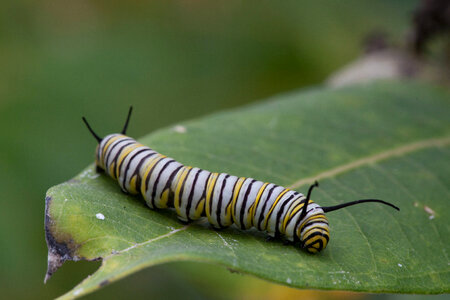 Monarch butterfly larvae feeding on milkweed-3