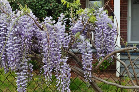 Acacia beautiful flowers biology