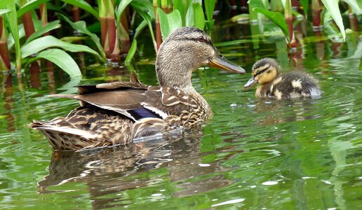 Water nature cub photo