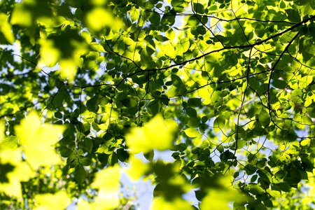 Leaf Pattern Free Photo photo