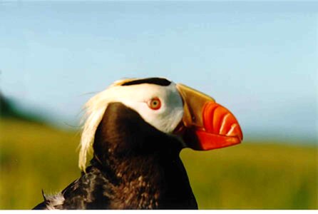 Bird chief Fratercula arctica