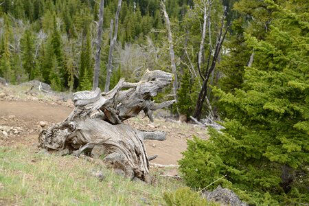 Mount Washburn Trail, Yellowstone National Park