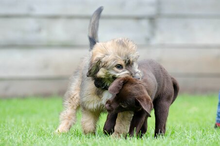Shake small puppy